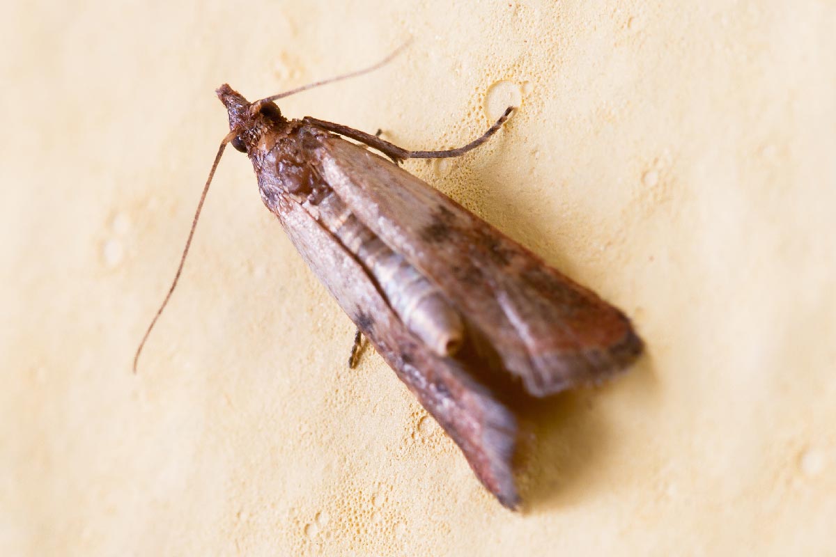 Pantry Moth sitting on the wall