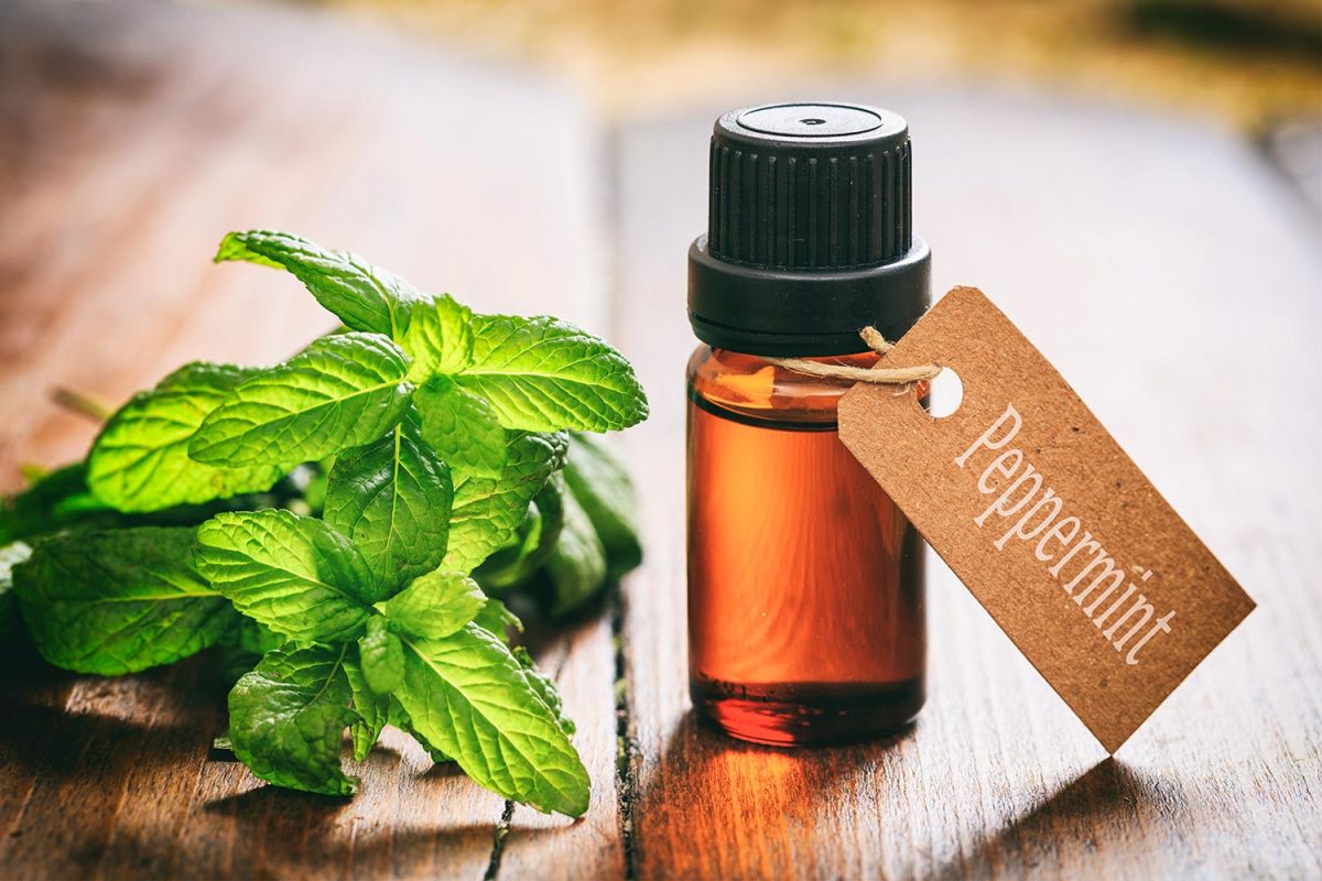 Peppermint essential oil and fresh twig