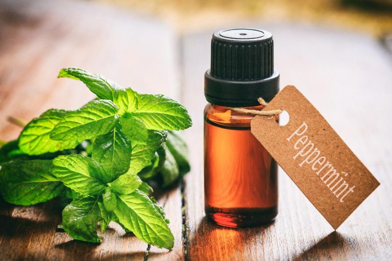 A peppermint essential oil on wooden table, Does Peppermint Oil Repel Silverfish?