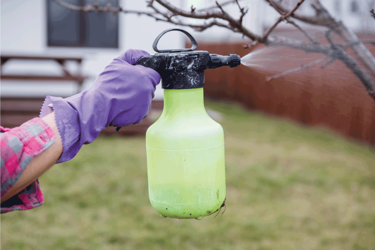 Pesticide treatment, pest control, insect extermination on fruit trees in the garden, spraying poison from a spray bottle