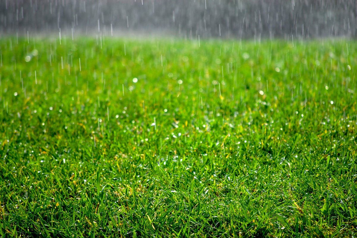 Rain drops falling on lush green grass