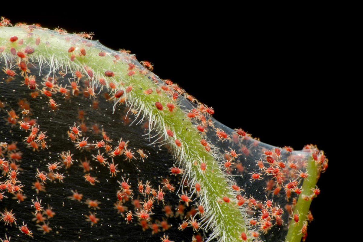 Red Spider Mite infestation on vegetable