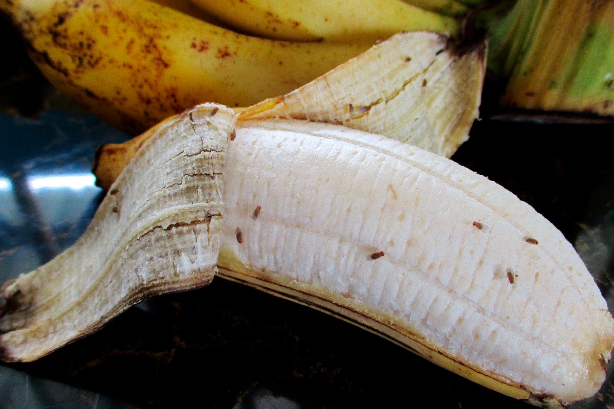 Ripe banana in the kitchen with fruit fly