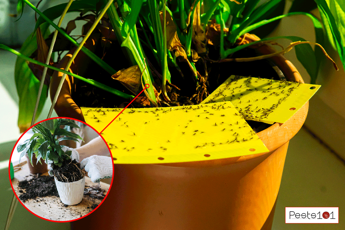A dark winged fungus gnats are stuck on a yellow sticky trap, Should You Repot A Plant With Fungus Gnats?
