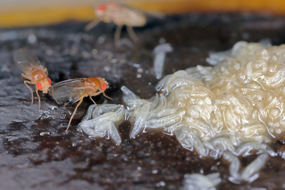 Small fruit flies gathering next to dead larvaes