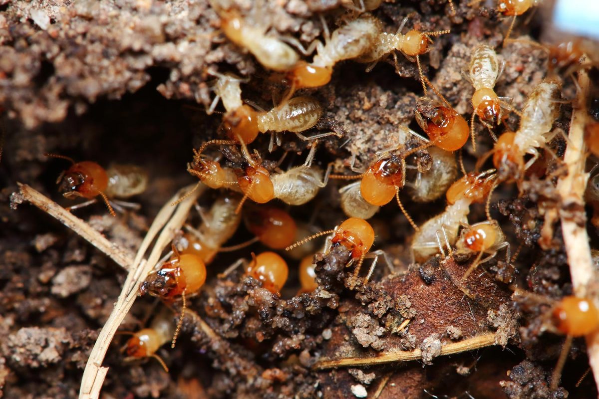 Small termite in nature