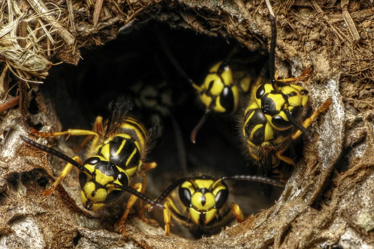 Southern Yellow Jackets (Vespula squamosa) at the entrance of Nest Hole in ground
