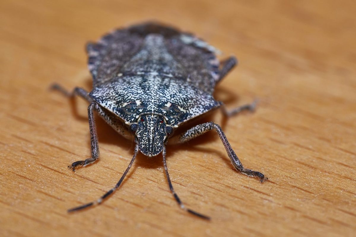 Stink bug crawling on a table