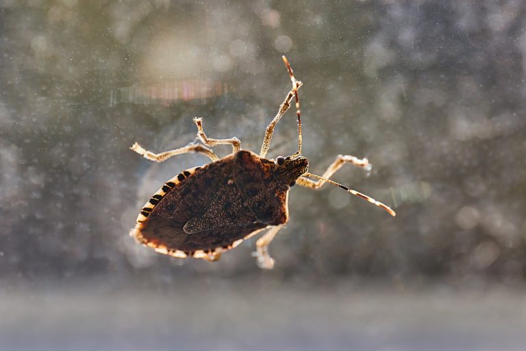 Stink bug on a window glass surface in sunlight - Does Vinegar Kill Stink Bugs