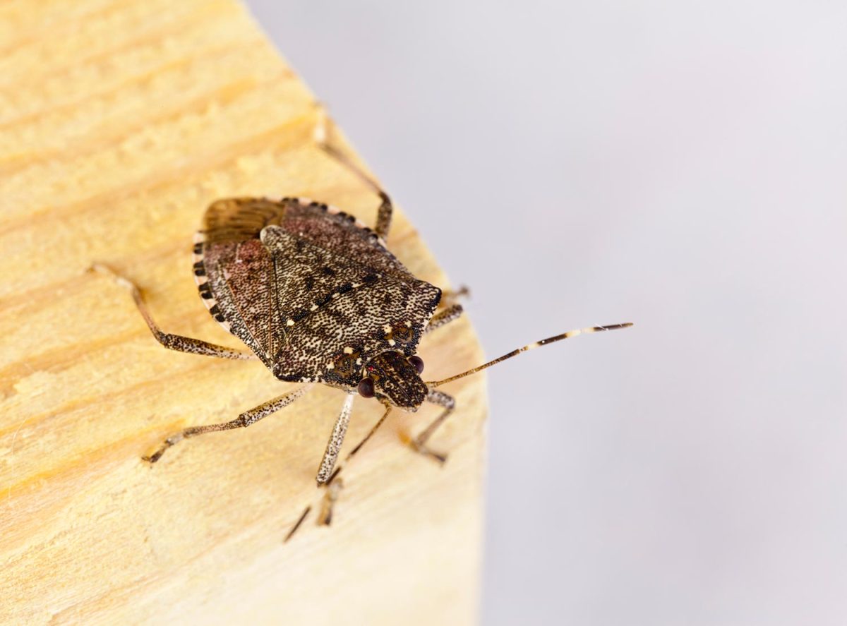Stink bug with shield-shaped back