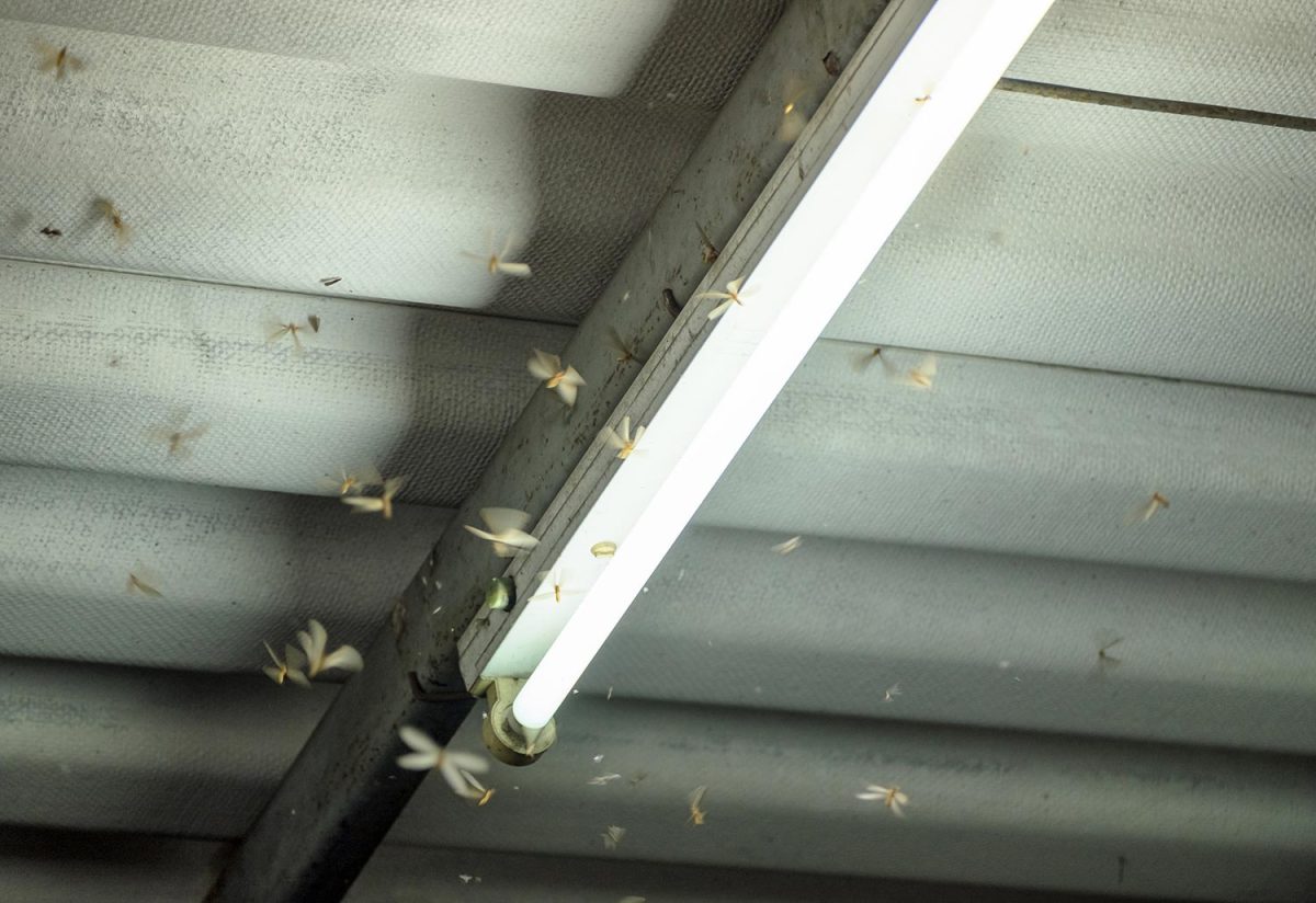Termite crowd flying around lamp lighting front house in damp weather