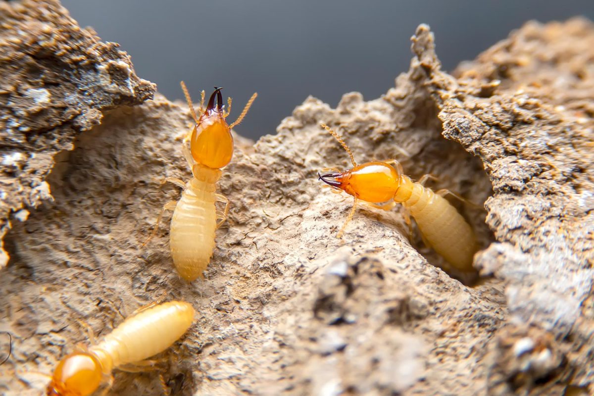 Termites in the nest