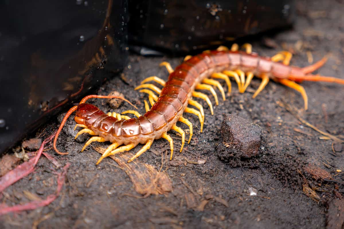 The Centipede Walking on The Ground in The Farm