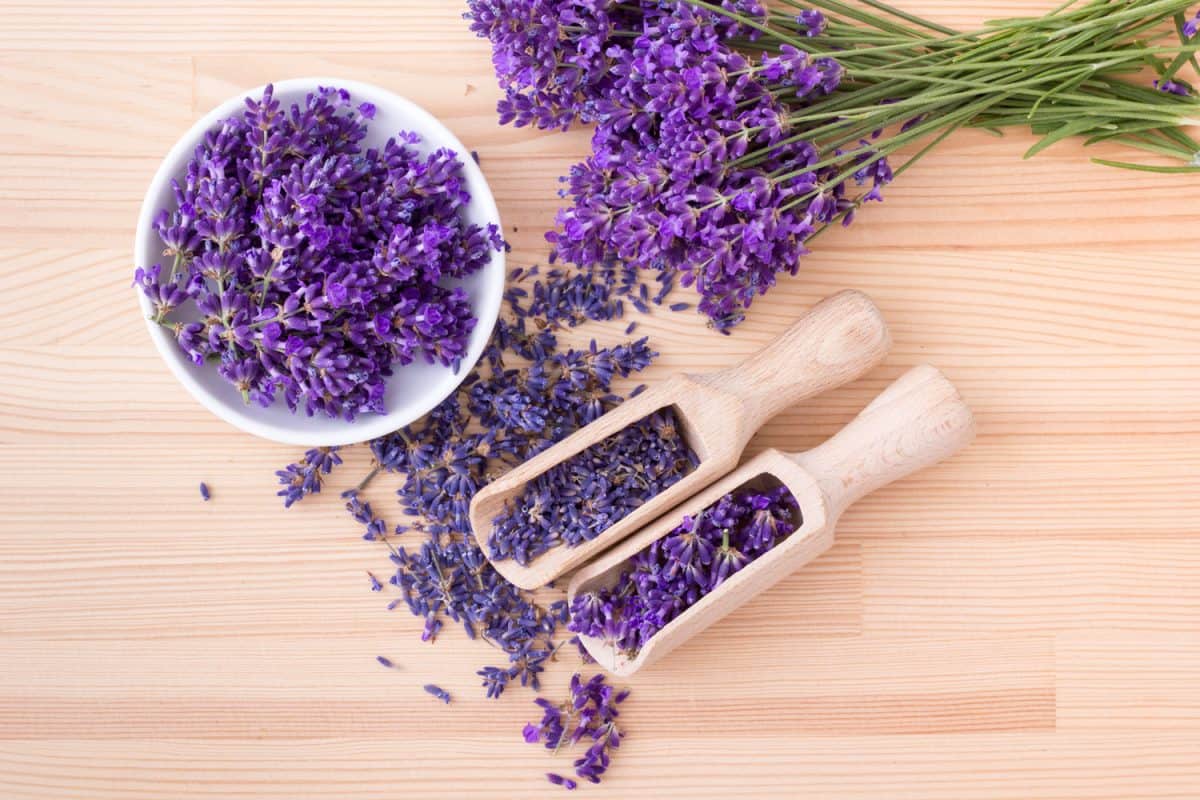 Top view of a bowl and wooden spoons with dried and fresh lavender flowers and a bouquet of lavender on a wooden background
