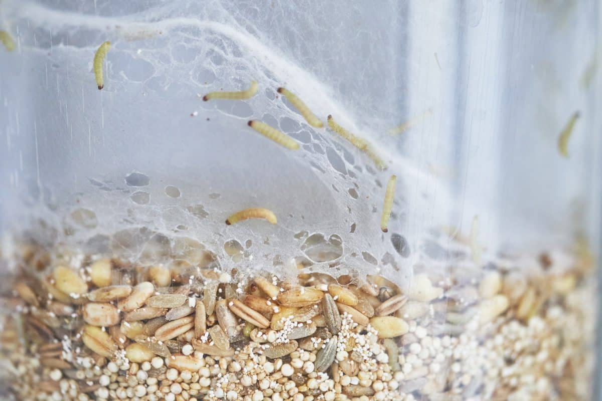 Transparent plastic food container filled with oatmeal seeds infested by indian-meal moth larvae and visible webbing.
