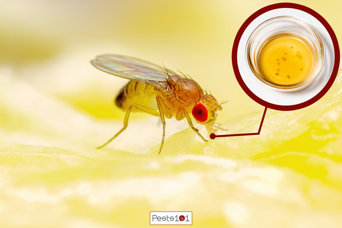 Tropical Fruit Fly Drosophila Diptera Parasite Insect Pest on Ripe Fruit Vegetable Macro - Do Fruit Flies Like Vinegar