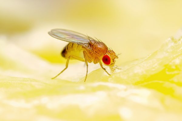 Tropical Fruit Fly Drosophila Diptera Parasite Insect Pest on Ripe Fruit Vegetable Macro - Do Fruit Flies Like Vinegar