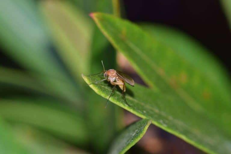 Up close photo of a Fungus Gnat lying on a leaf, Can Fungus Gnats Survive Outside?