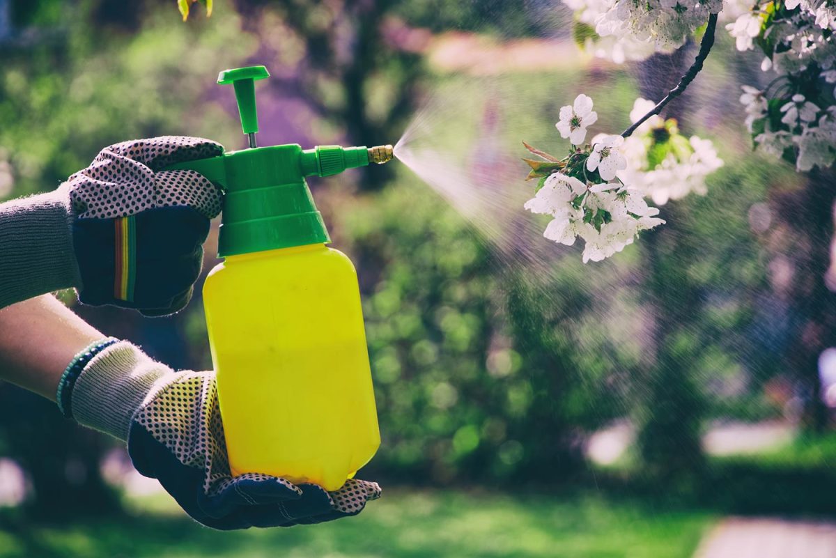 Use hand sprayer with pesticides in the garden