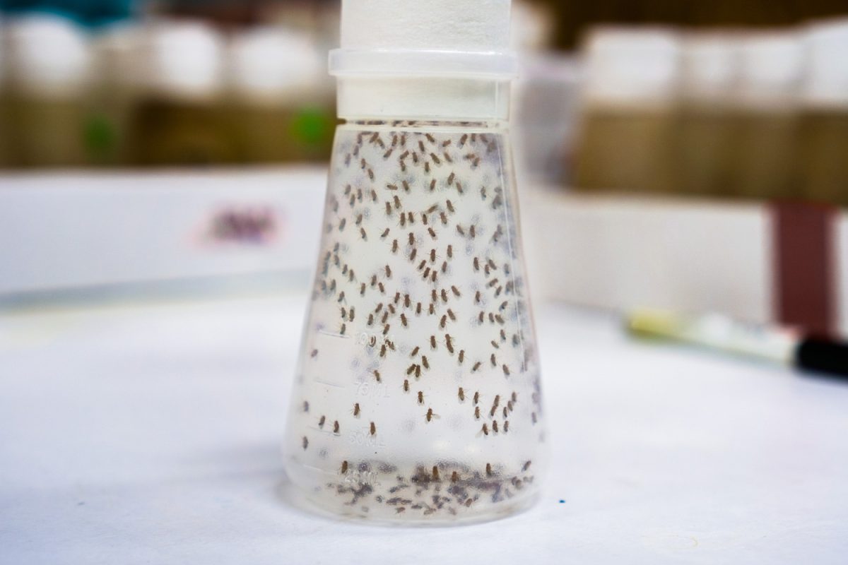 Vial containing Fruit Flies the Fruit Fly (Drosophila melanogaster) continues to be widely used for biological research in genetics, physiology, microbial pathogenesis, and life history evolution