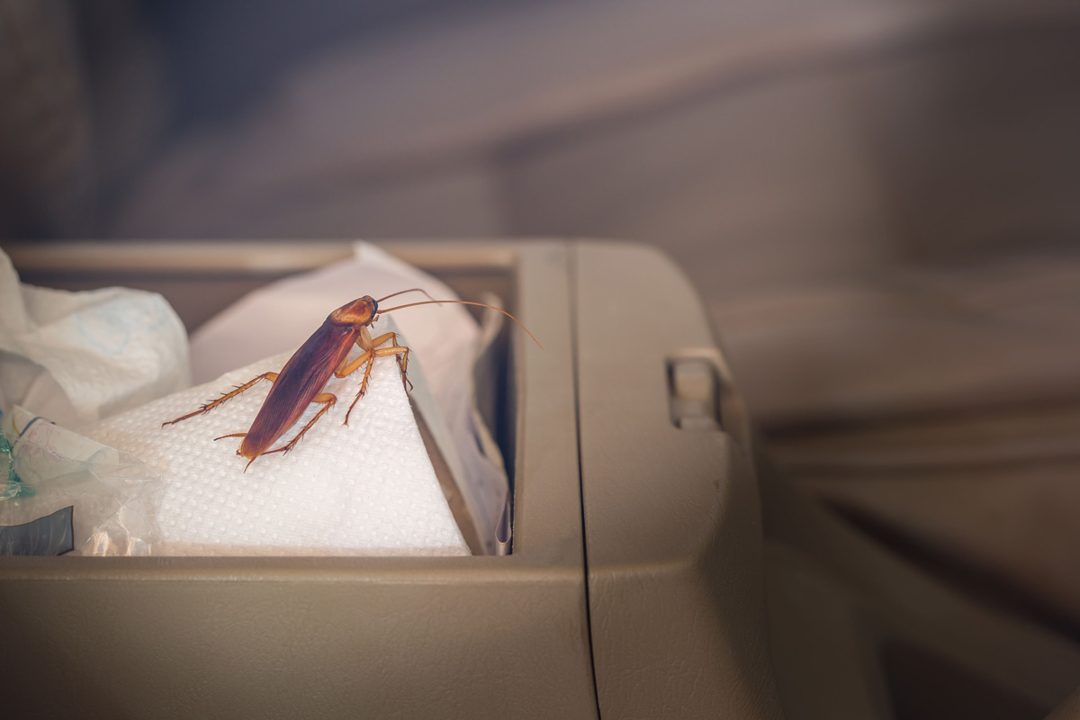 Vintage images of cockroaches inside the car. Concept of eliminating cockroaches that are pathogens