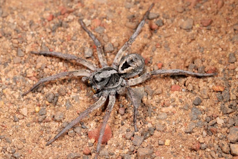 Wolf Spider hunting at night, How Long Can A Wolf Spider Live?