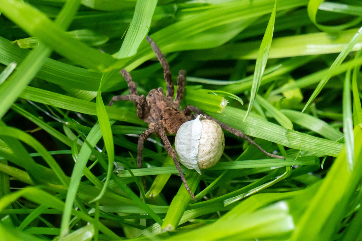 Wolf spider holding it's spherical egg sac in the green grass