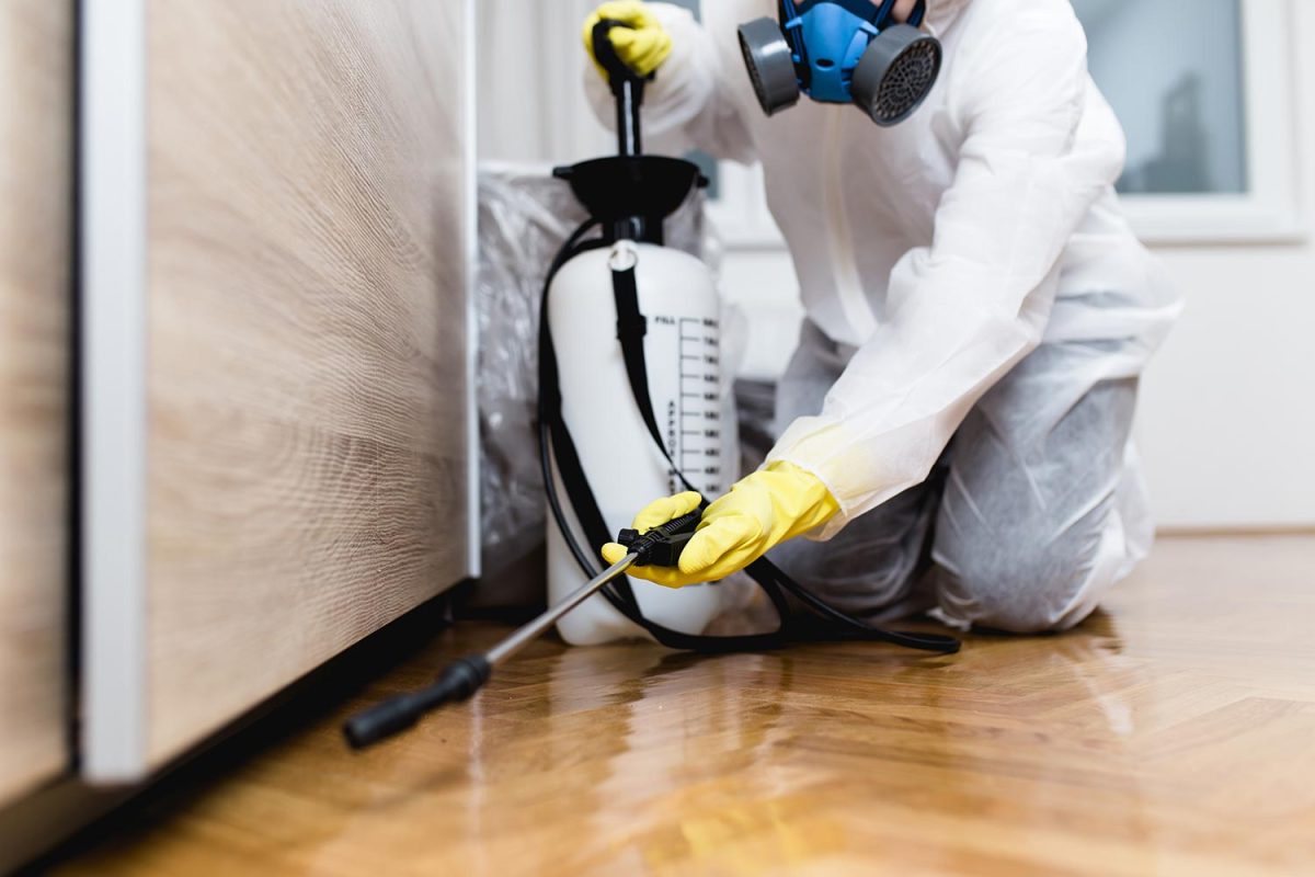 Woman exterminator in work wear spraying pesticide or insecticide with sprayer