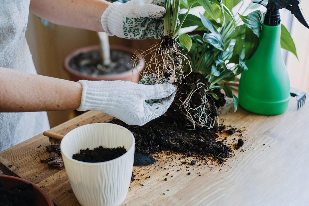 Woman is transplanting plant into new pot