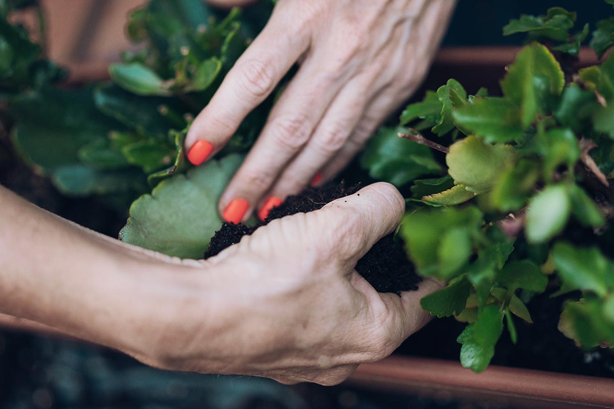 Woman removing mulch with both hands from a potted plant