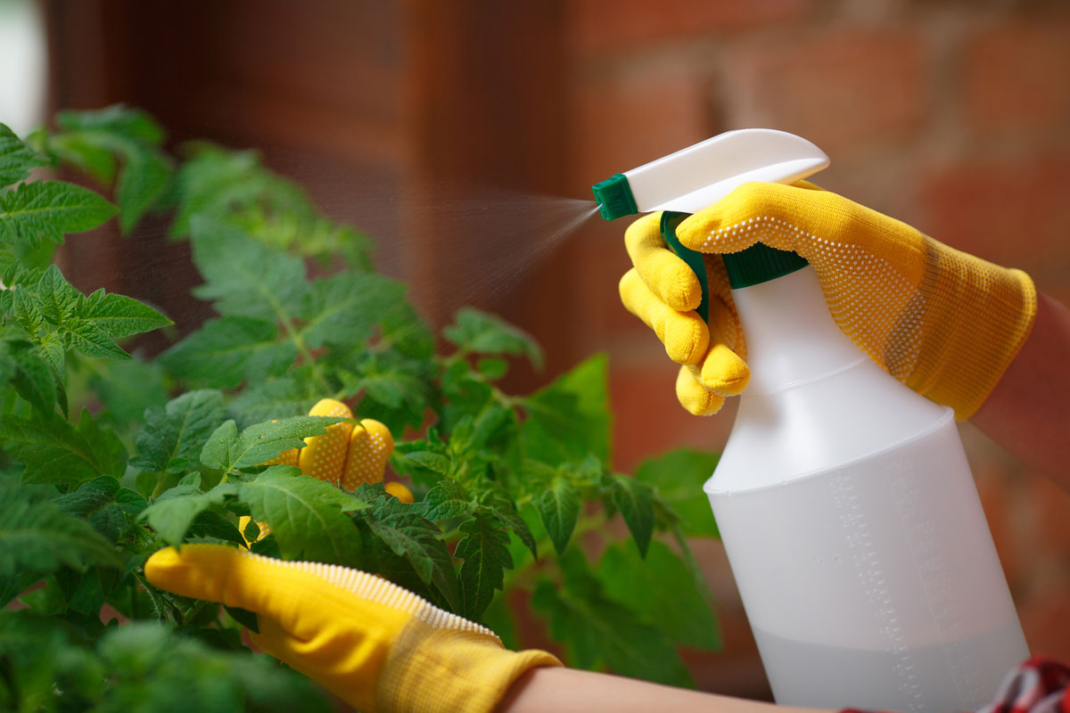 a gardener spraying water on tomato seedlings indoors
