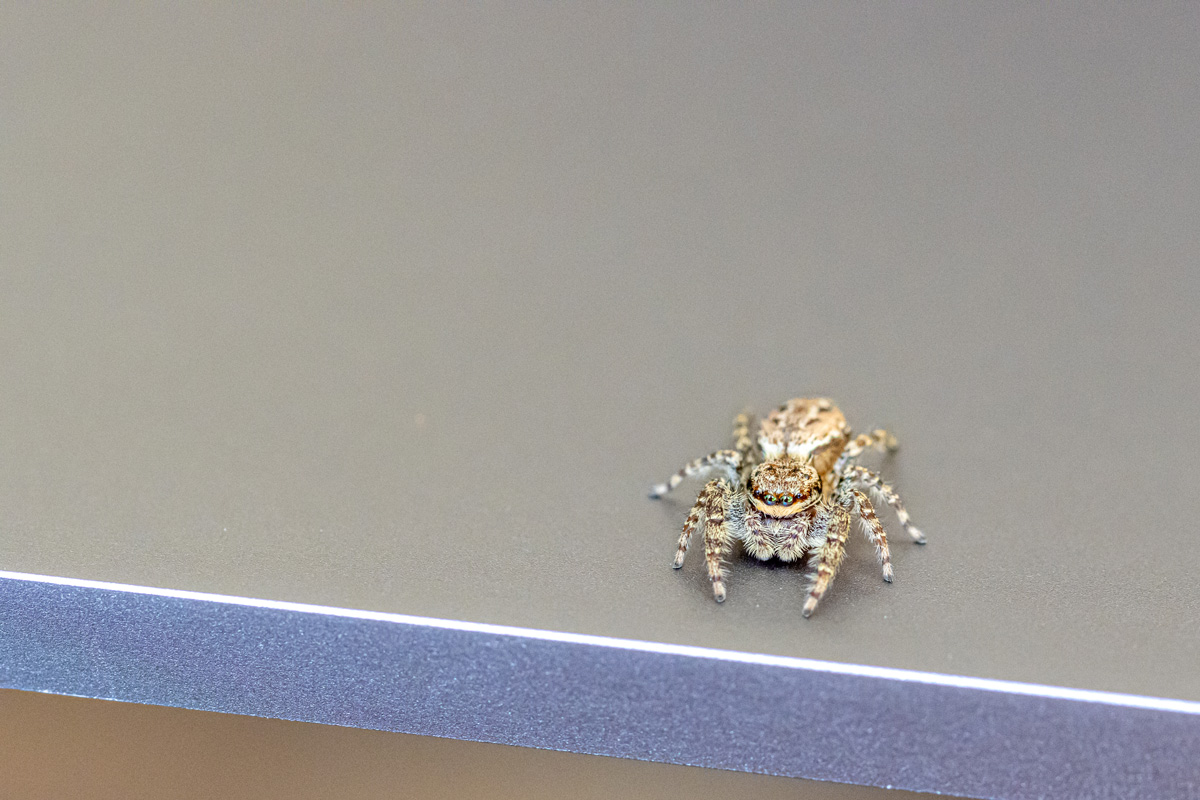 a little jumping spider with green eyes is climbing-around on a laptop 