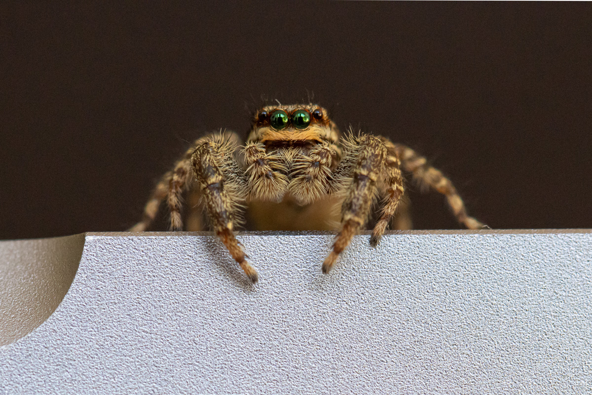 a little jumping spider with green eyes