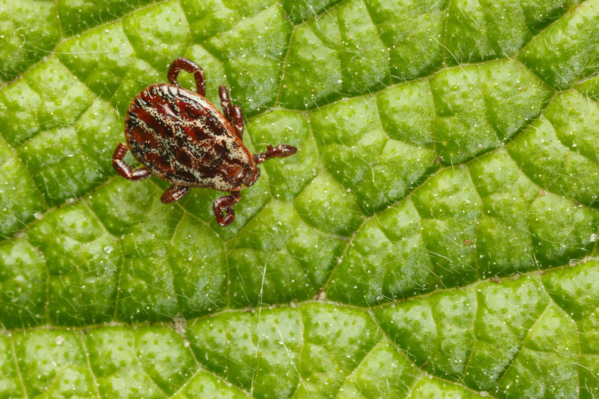 above of ornate dangerous disease carrier tick waiting a host