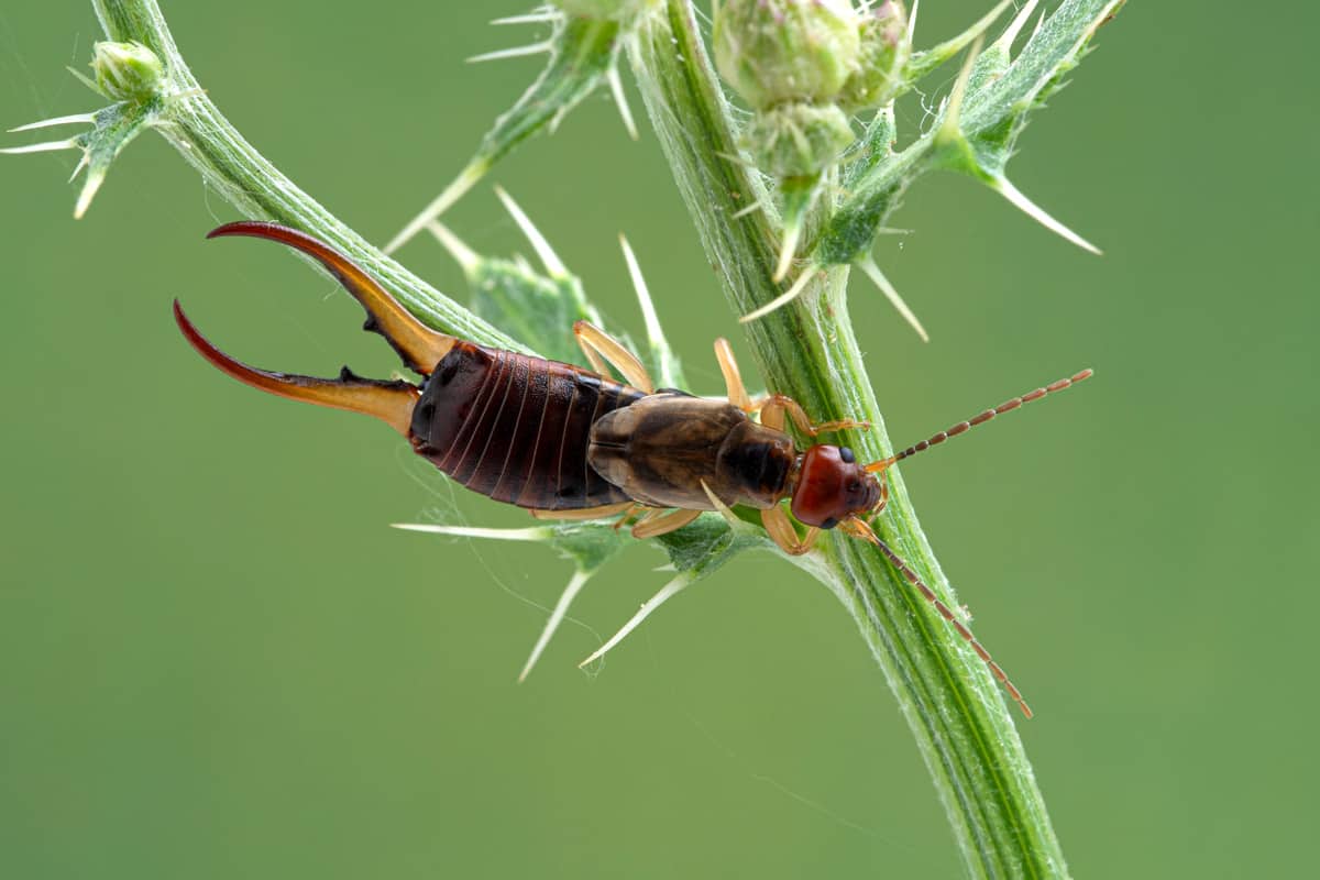 dorsal view of a male common or European earwig