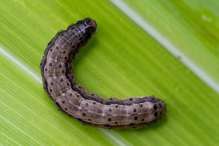 fall armyworm , Spodoptera frugiperda, prague of corn field - Does Dish Soap Kill Armyworms