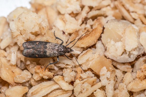 indian-meal moth on oatmeal, How To Get Rid Of Indian Meal Moth Larvae