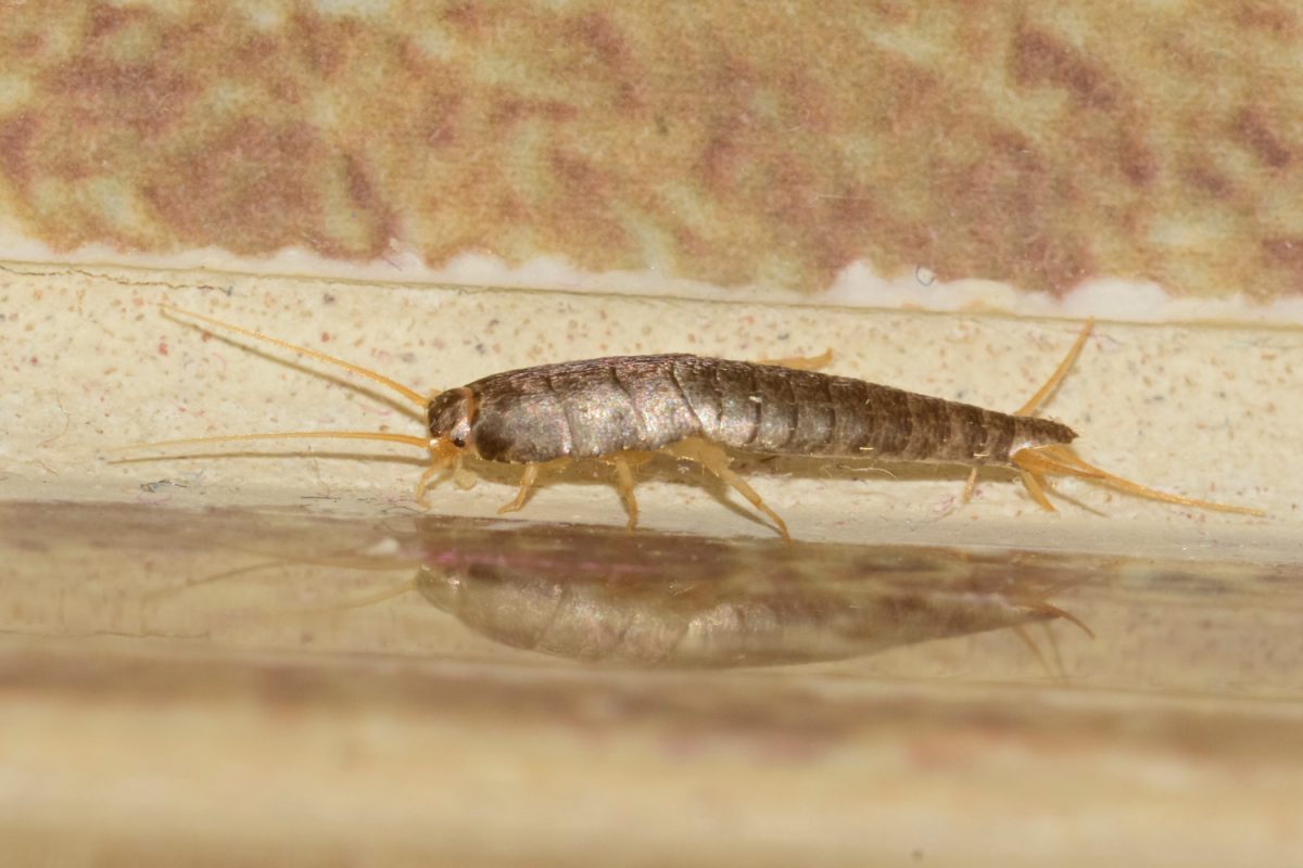 silverfish. Insect Lepisma saccharina, Thermobia domestica in normal habitat

