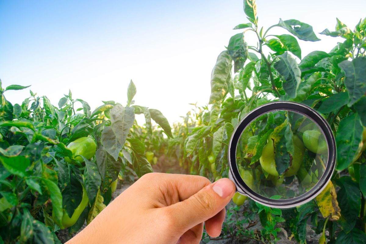 Pepper disease is caused by the Phytophthora infestans virus. Agriculture, farming, crops. disease of vegetables on the field. magnifying glass — Photo
